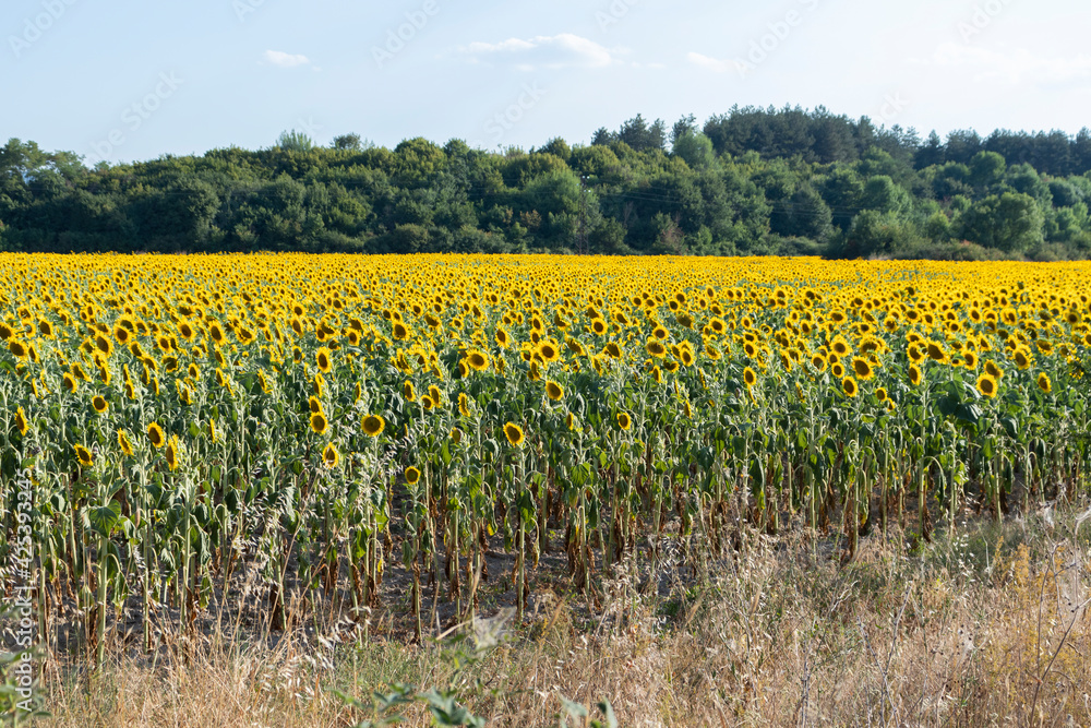 Fototapeta premium Landscape sunflower field near town of Svilengrad, Haskovo Region, Bulgaria