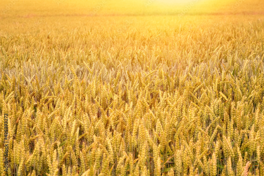 Golden wheat field. Rural Scenery under Shining Sunlight. Rich harvest Concept Golden wheat field. Rural Scenery under Shining Sunlight. Rich harvest Concept