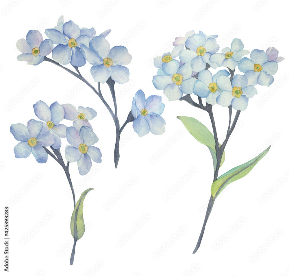 Obraz premium Set of watercolor blue forget-me-nots