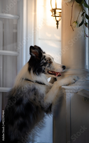 Beautiful woman with her border collie puppy doing tricks near house at the evening