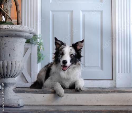 Beautiful woman with her border collie puppy doing tricks near house at the evening