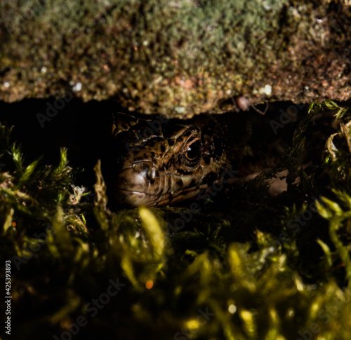 lizard lurking dragon