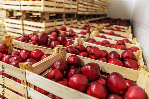 Fototapeta Naklejka Na Ścianę i Meble -  Apples in crates ready for shipping. Cold storage interior.