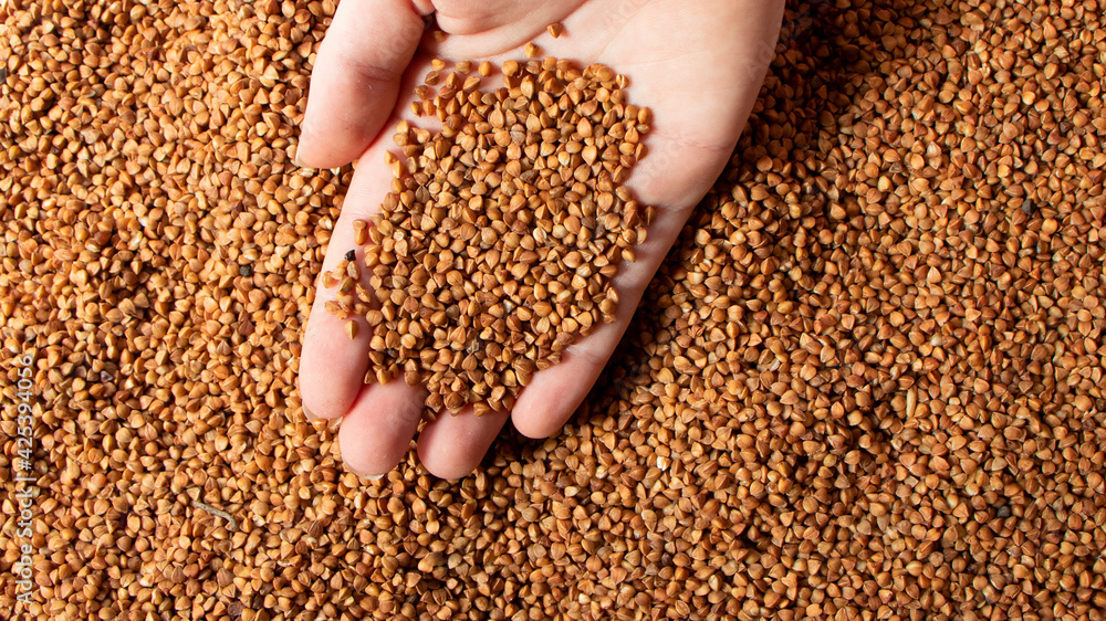 Female hand holds a handful of buckwheat on a texture background. Fresh, dry buckwheat background. Buckwheat texture. Close up buckwheat background. Healthy product. Vegetarian food. Top view. Female hand holds a handful of buckwheat on a texture background. Fresh, dry buckwheat background. Buckwheat texture. Close up buckwheat background. Healthy product. Vegetarian food. Top view.
