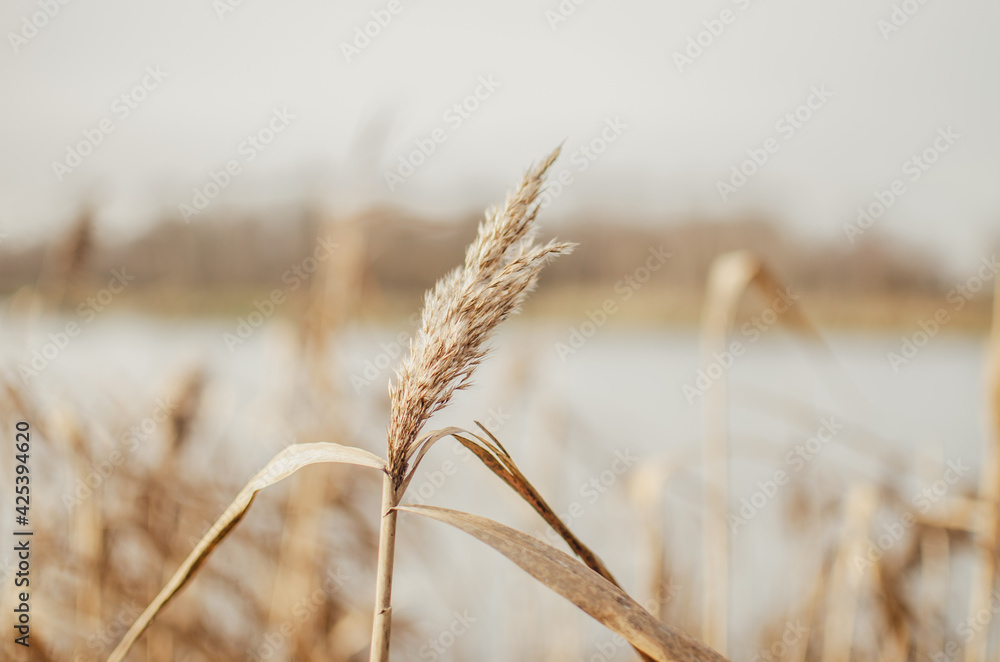 Fototapeta premium ears of wheat