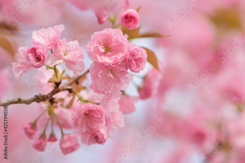 Fiori di ciliegio rosa con sfondo rosato sfocato