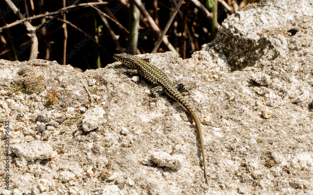 Lagartija roquera podarcis muralis en la Cuenca alta del río manzanares red Natur a2000 de Madrid Lagartija roquera podarcis muralis en la Cuenca alta del río manzanares red Natur a2000 de Madrid