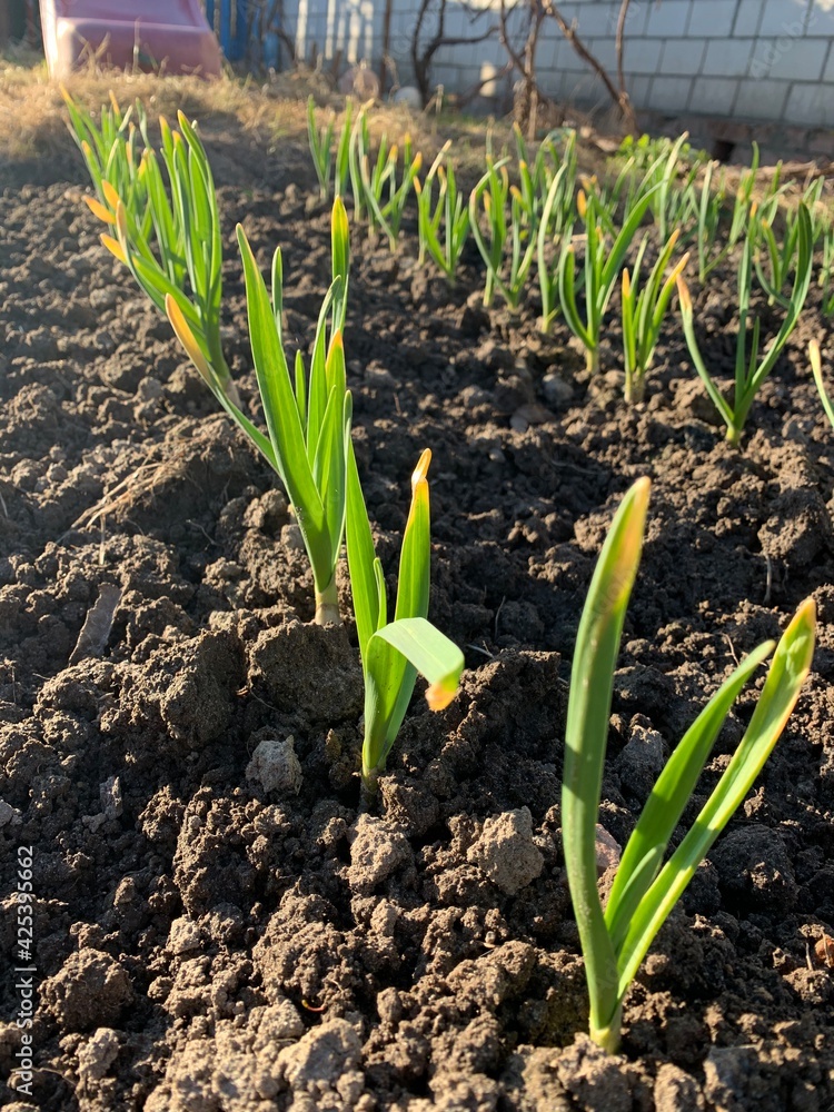 growing garlic in a vegetable garden in a garden bed growing garlic in a vegetable garden in a garden bed