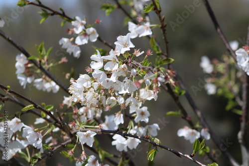 blossom in spring