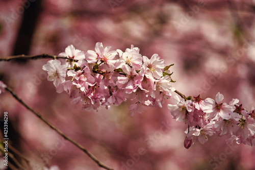 rosa pink cherry tree blossom