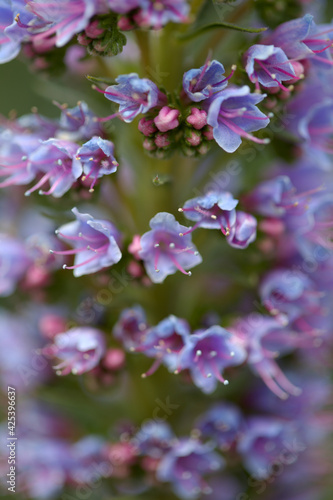 Flora of Gran Canaria - Echium callithyrsum  blue bugloss of Gran Canaria or of Tenteniguada  endemic and vulnerable plant natural macro floral background 