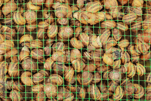 Snail farm. Industrial cultivation of edible mollusks of the species Helix aspersa muller or Cornu aspersum.
