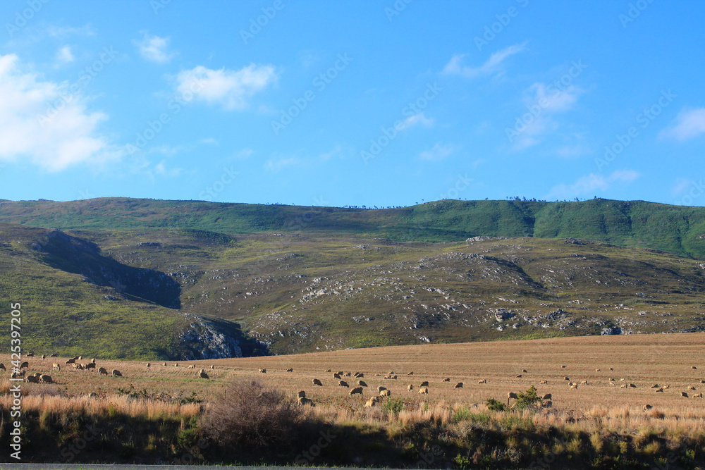 Flock of sheeps in the South African hinterland close to Swellendam