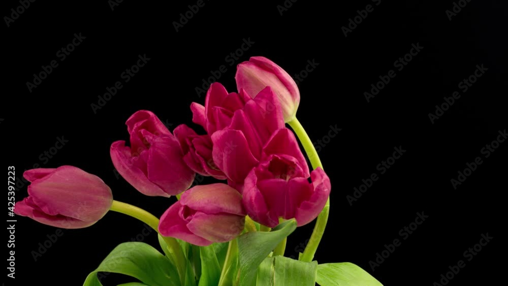 Opening of beautiful large bouquet of pink tulips flower on black background. Springtime. Holiday. Celebration, Love, birthday Timelapse. Close up. 4K Opening of beautiful large bouquet of pink tulips flower on black background. Springtime. Holiday. Celebration, Love, birthday Timelapse. Close up. 4K