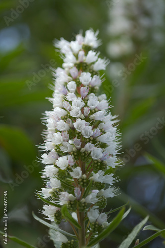 Flora of Gran Canaria - Echium callithyrsum, blue bugloss of Gran Canaria or of Tenteniguada, endemic and vulnerable plant natural macro floral background  © Tamara Kulikova