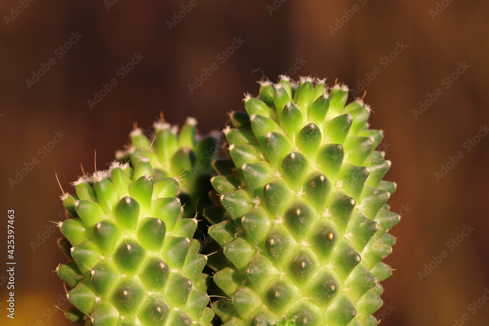 close up of a cactus plant against a blurred background close up of a cactus plant against a blurred background