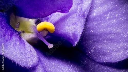 Violet flower macro extreme close-up. Texture of violet flower. 4K video high quality. ProRes 422 HQ.