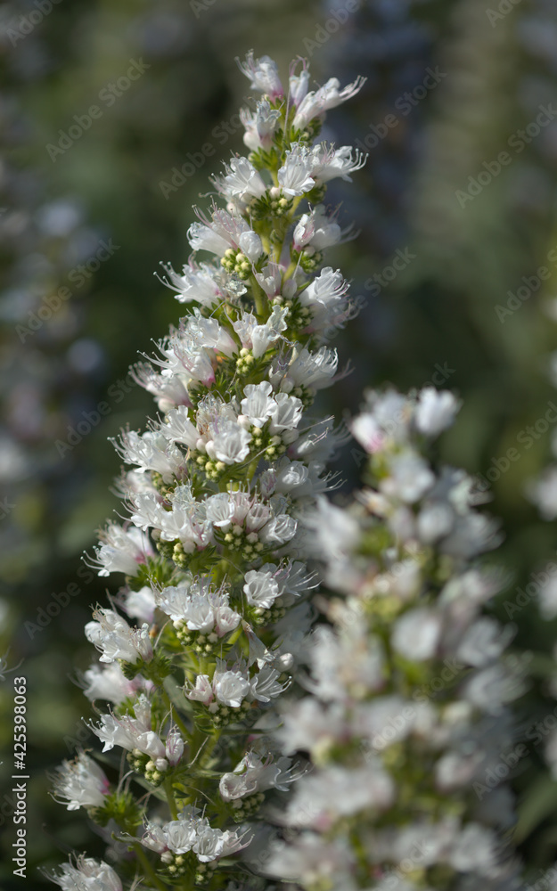 Flora of Gran Canaria - Echium callithyrsum, blue bugloss of Gran Canaria or of Tenteniguada, endemic and vulnerable plant natural macro floral background
