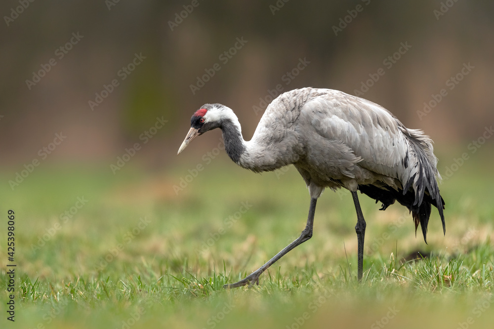 Fototapeta premium Common crane bird close up ( Grus grus )