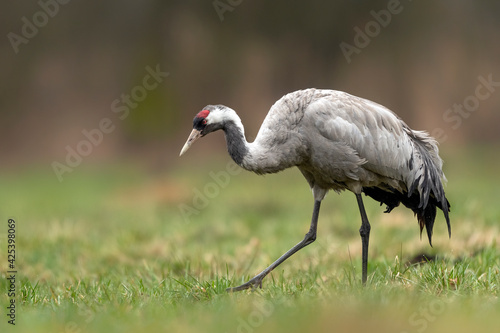 Common crane bird close up   Grus grus  