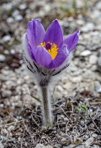 Pasque-flower. Pulsatílla. Lumbago. Dream-grass. Flowers. photo