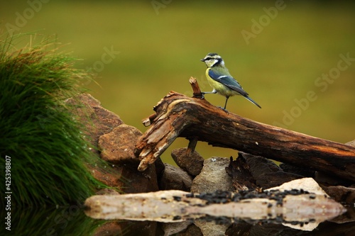 The Eurasian blue tit (Cyanistes caeruleus) on the branch in morning sun.