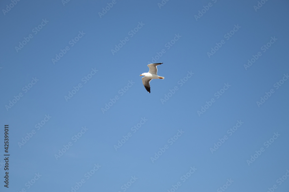 Fototapeta premium bird flying in the blue sky