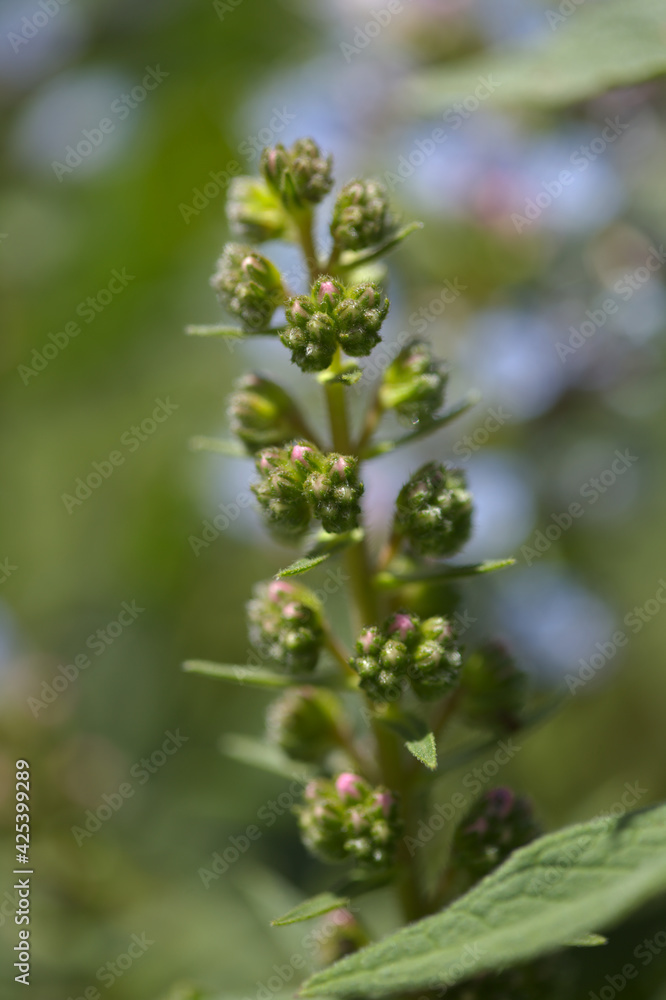 Flora of Gran Canaria - Echium callithyrsum, blue bugloss of Gran Canaria or of Tenteniguada, endemic and vulnerable plant natural macro floral background
Flora of Gran Canaria - Echium callithyrsum, blue bugloss of Gran Canaria or of Tenteniguada, endemic and vulnerable plant natural macro floral background