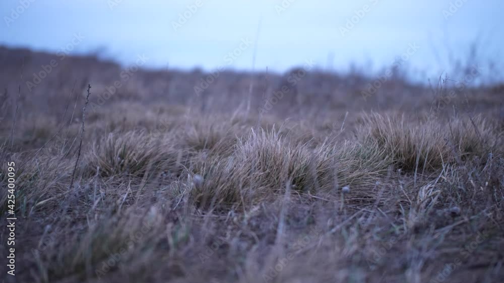 Close up shoot of a dry yellow grass at windy valley under cloudy autumn sky. Silent and desert atmosphere of nature decay in a fall Close up shoot of a dry yellow grass at windy valley under cloudy autumn sky. Silent and desert atmosphere of nature decay in a fall