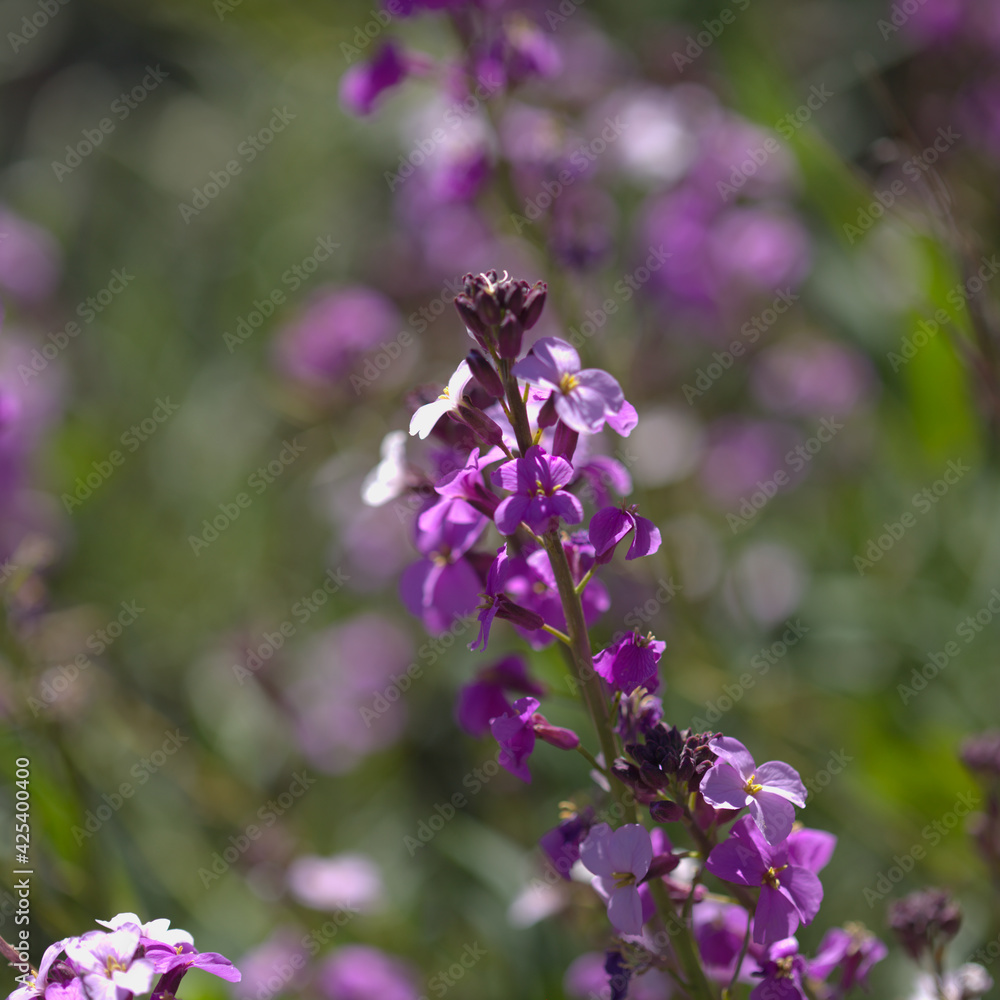 Flora of Gran Canaria - lilac flowers of crucifer plant Erysimum albescens, endemic to the island natural macro floral background
Flora of Gran Canaria - lilac flowers of crucifer plant Erysimum albescens, endemic to the island natural macro floral background