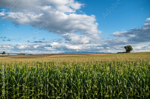 Pole kukurydzy na tle nieba z chmurami.