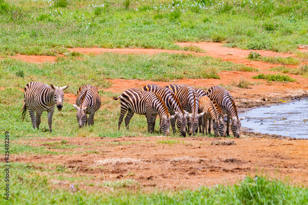 Naklejka premium Group of Grevy's zebras stands by the pond. It is a wildlife photo in Africa, Kenya, Tsavo East National park.