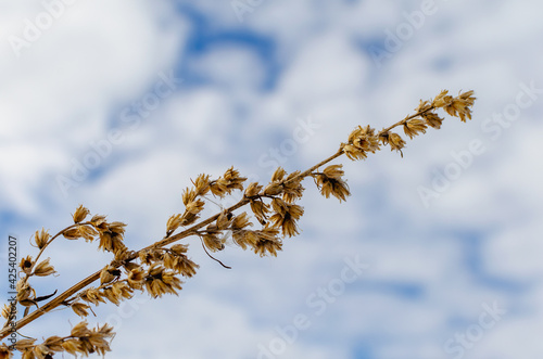 Dry plant of yellow color on a blue background of the sky with clouds.