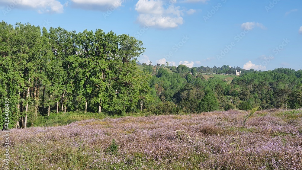 flores, árbol, campo, verde, naturaleza, cielo, paisaje flores, árbol, campo, verde, naturaleza, cielo, paisaje