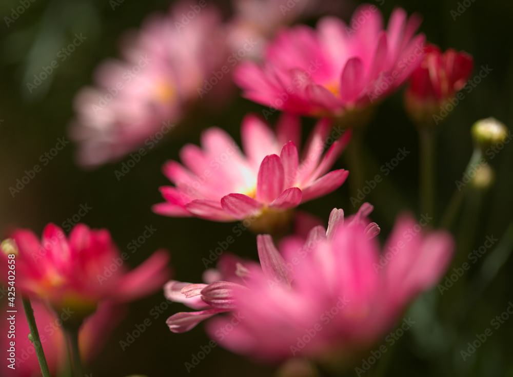 Flowers of Argyranthemum, marguerite daisy endemic to the Canary Islands, pink and yellow garden variety
Flowers of Argyranthemum, marguerite daisy endemic to the Canary Islands, pink and yellow garden variety