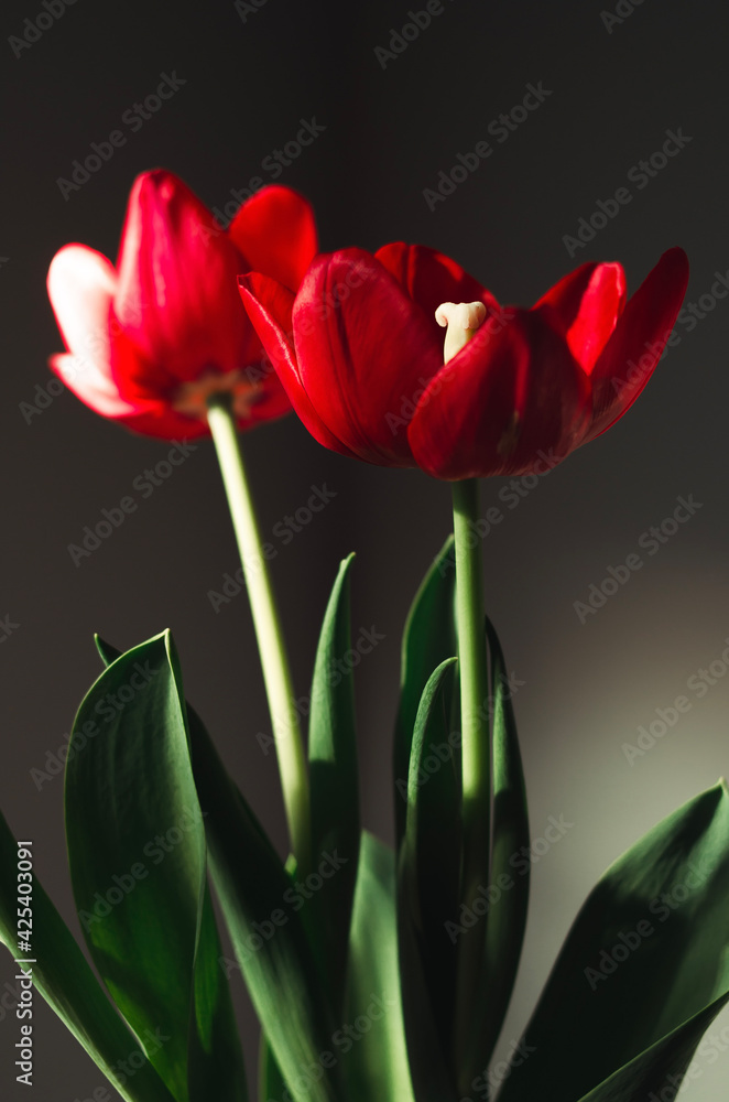 Fototapeta premium red tulip on black background