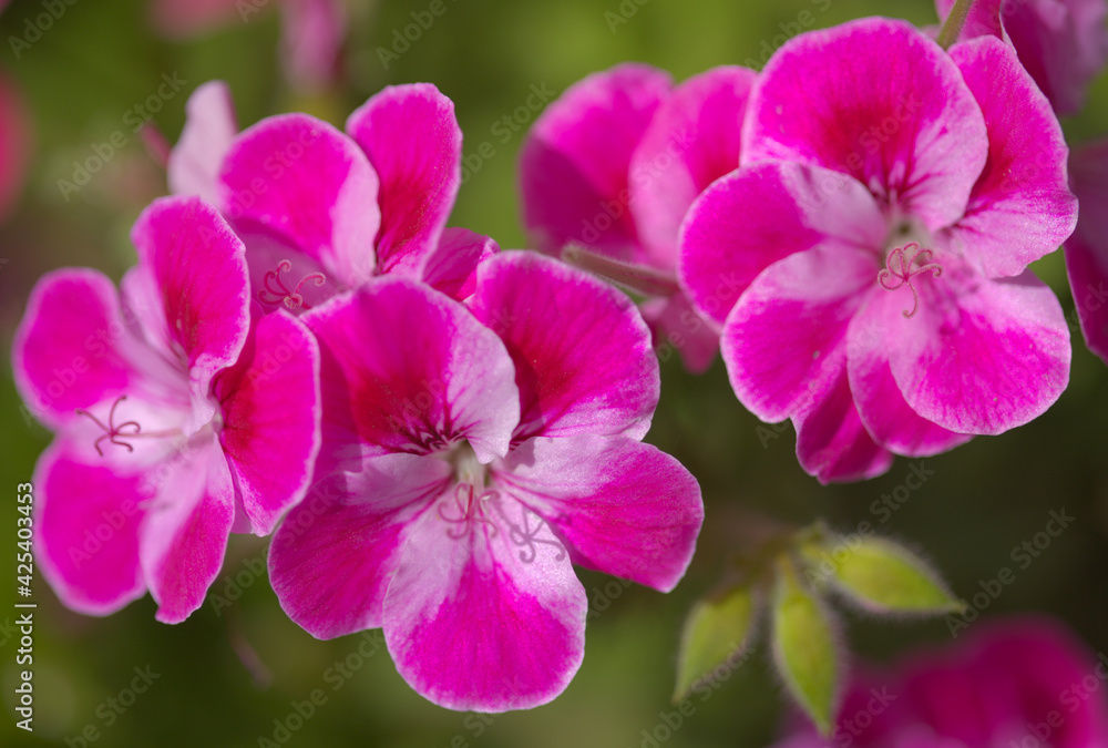 Pink hybrid garden Pelargonium, often called Geranium natural macro floral background Pink hybrid garden Pelargonium, often called Geranium natural macro floral background