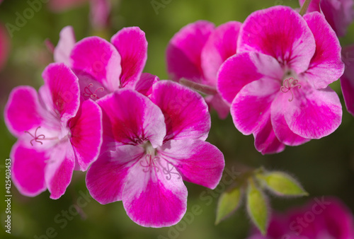 Pink hybrid garden Pelargonium, often called Geranium natural macro floral background