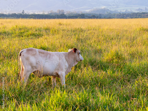 Fototapeta Naklejka Na Ścianę i Meble -  Nelore calf in the pasture at sunset