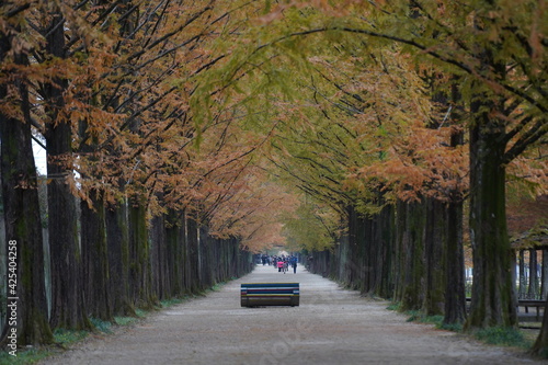 The neatly laid autumn metasequoia road