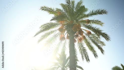 Green palm tree stands in sunny weather. The sun shines behind a palm tree. Sun glare. Bottom view