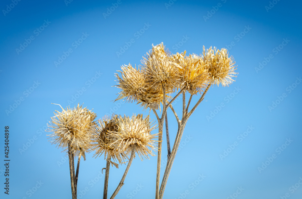 Yellow dry burdock leaf as growled plant full of thorns and spike concept background.