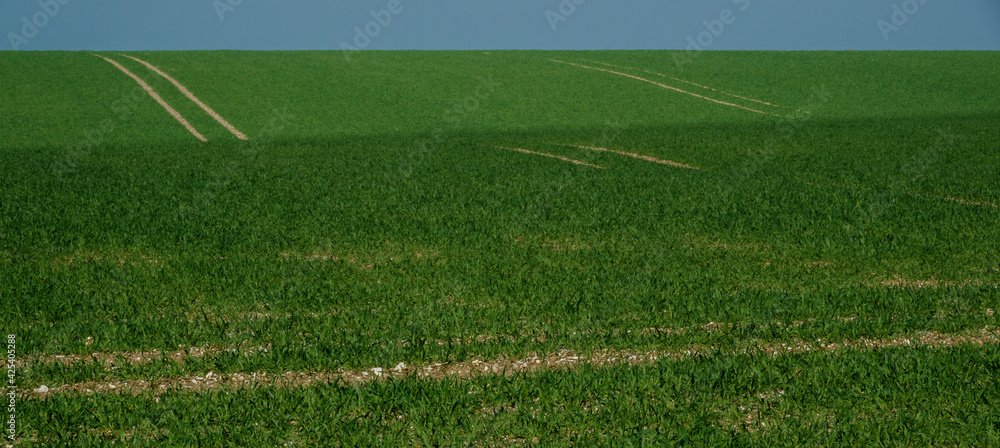 Obraz premium a field with green shoots of early planted spring crop appearing and a bright blue sky 