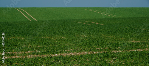 Wallpaper Mural a field with green shoots of early planted spring crop appearing and a bright blue sky  Torontodigital.ca