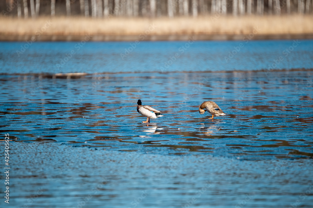 Mallard ducks standing on thin ice on beautiful blue water