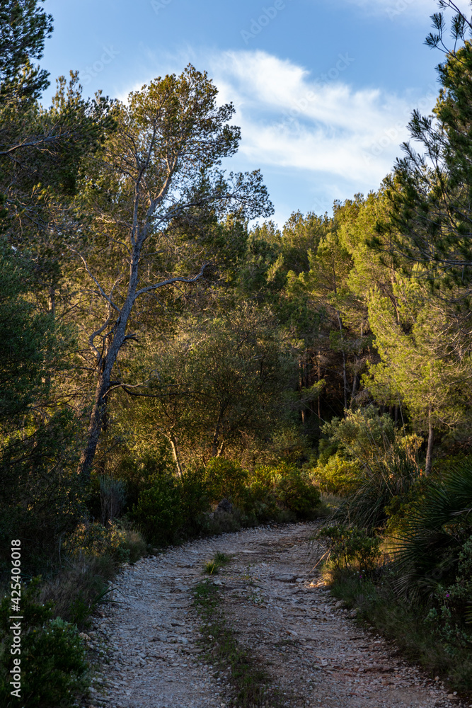 Obraz premium natural landscape in summer in majorca, spain