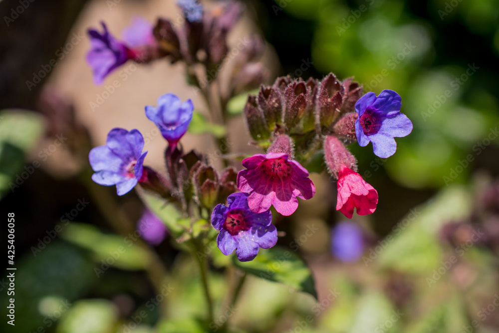 Anchusa undulata purple flower with hairy leaves and stems foto de Stock |  Adobe Stock