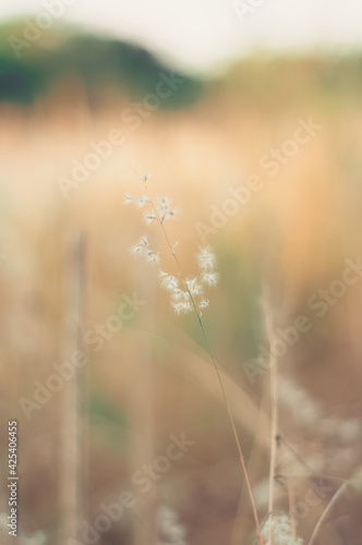 fog in the meadow