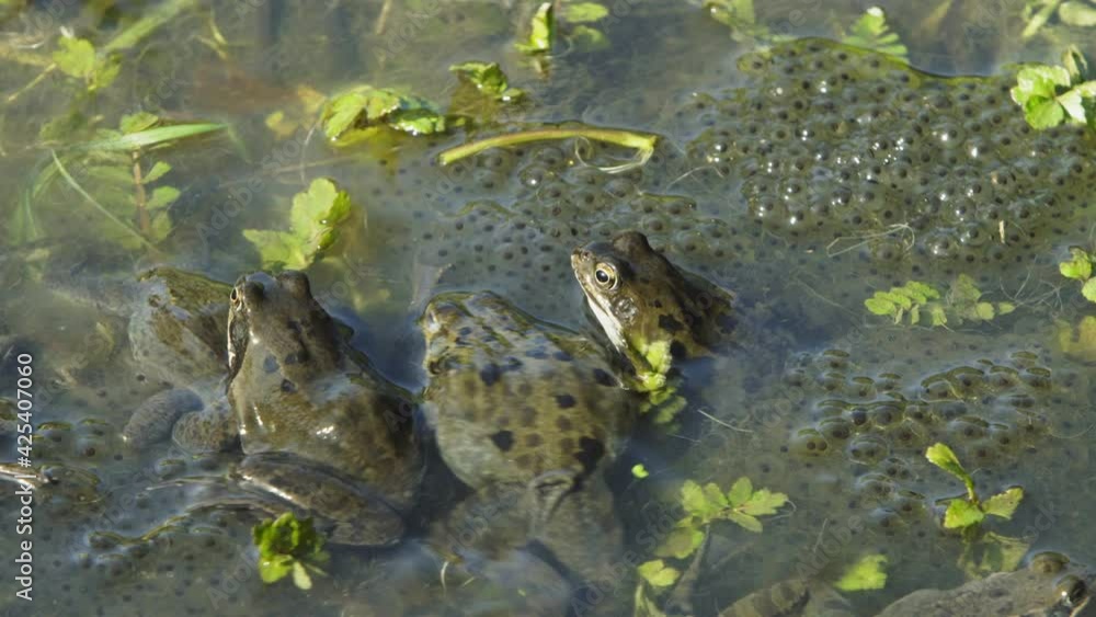 Three frogs in a pond between the frogspawn, Rana temporaria, the frogs are also known as the European common frog or European grass frog. Steady shot. Three frogs in a pond between the frogspawn, Rana temporaria, the frogs are also known as the European common frog or European grass frog. Steady shot.