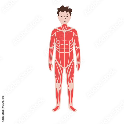 Human muscular system